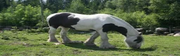 Allround hästar till salu: Vacker Irish Cob valack. - Annons 4