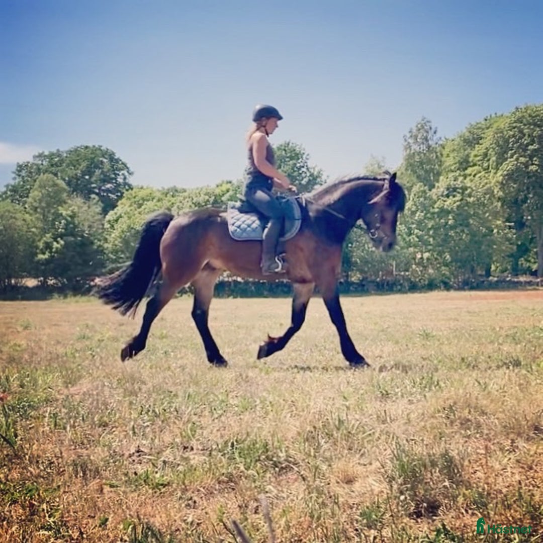  foderhäst finnes: Kallblod söker fodervärd i Göteborg - Annons 4