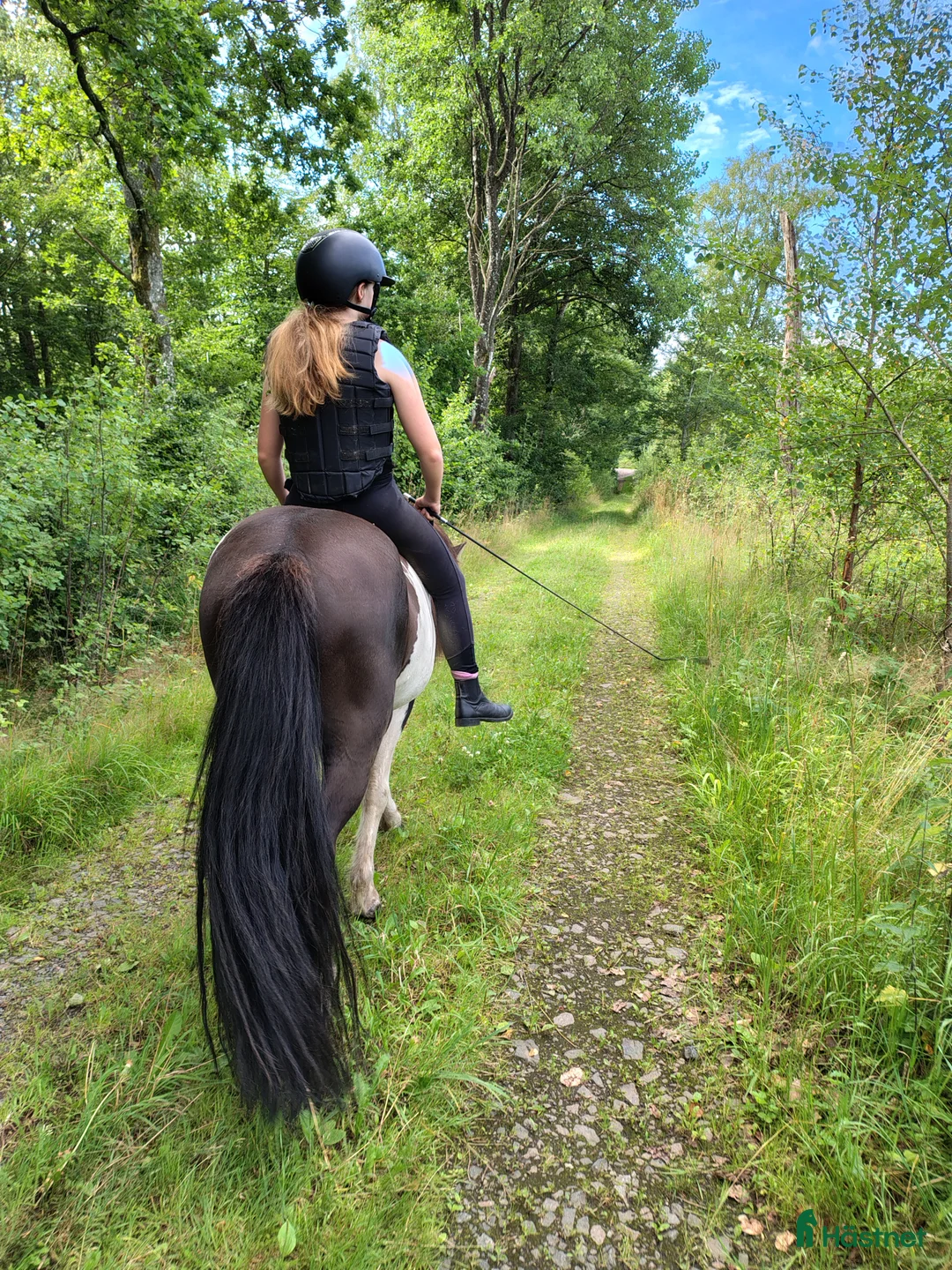 Island hästar till salu: Vacker valack till salu - Annons 5