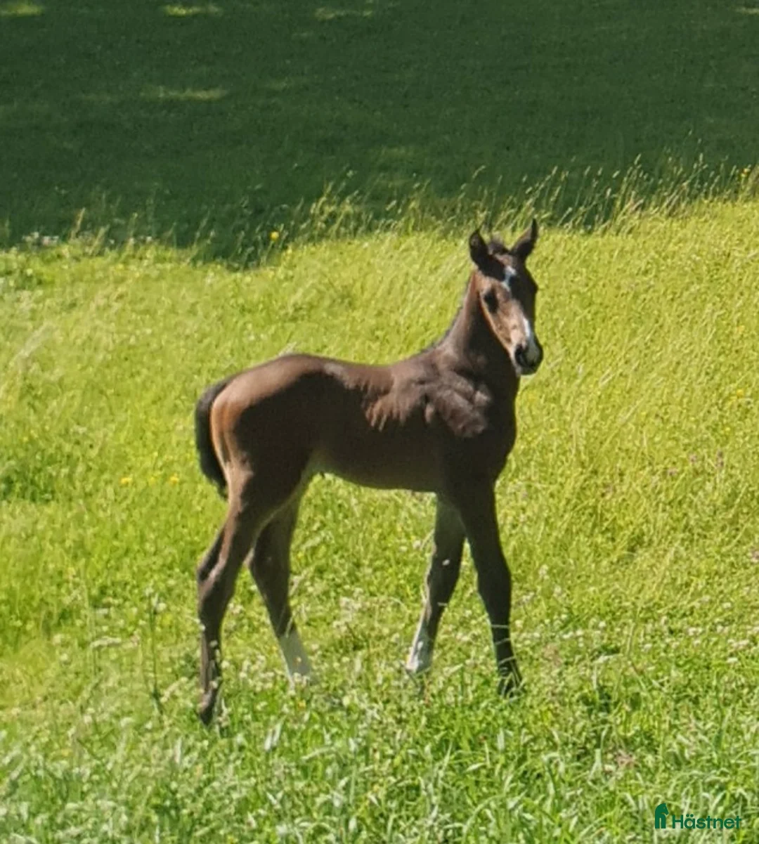 Hoppning hästar till salu: Framtida stjärna och bästa vän - Annons 2