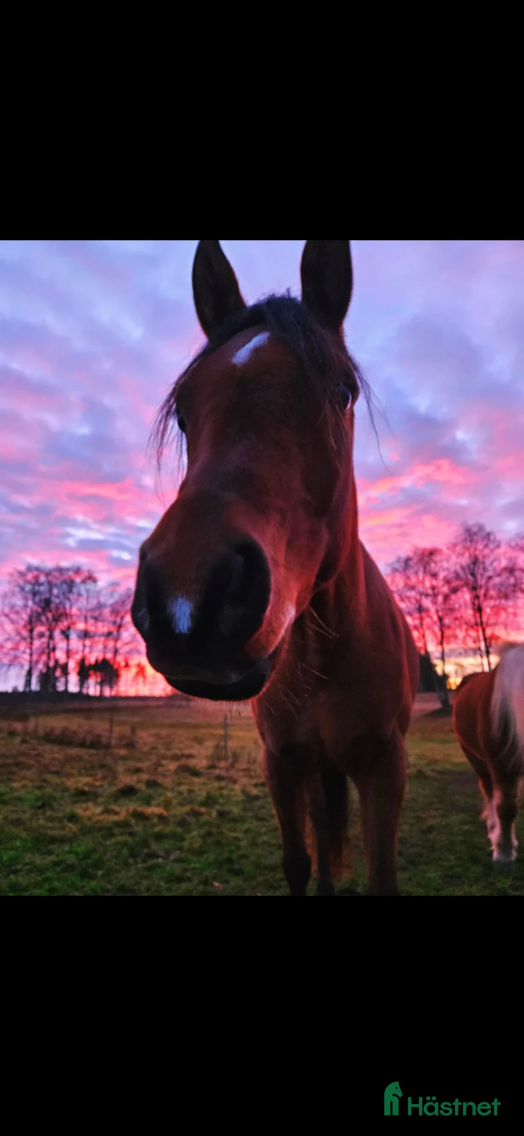 Allround hästar till salu: Panda - Arabiskt fullblod!  - Annons 2