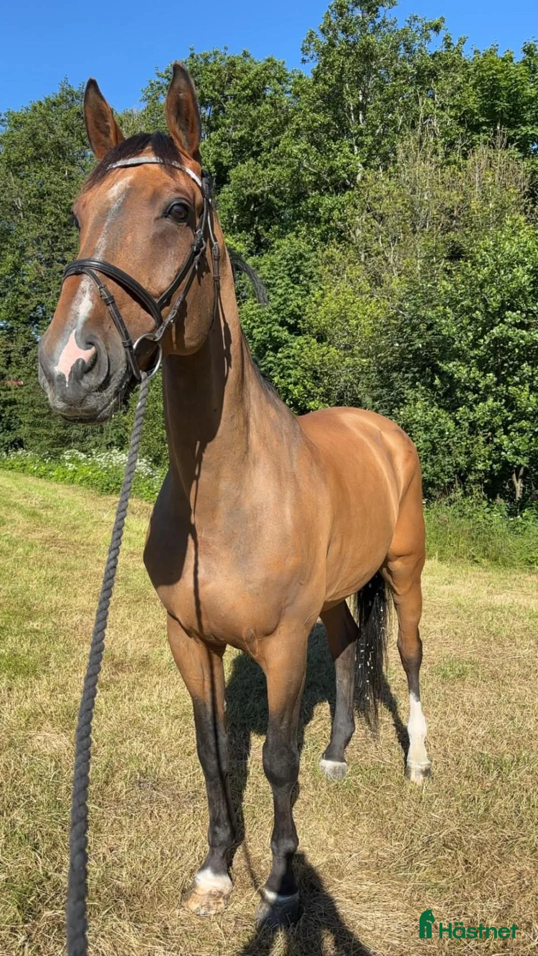 Hoppning hästar till salu: Super ridehest selges - Annons 2