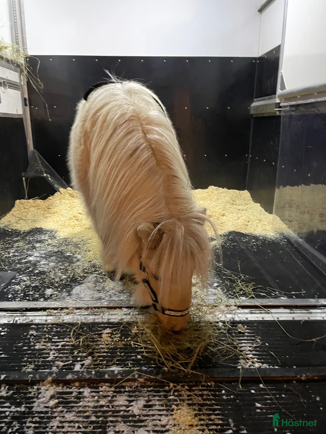 Övrigt hästar till salu: Supercharmig shettis i Luleå - Annons 2