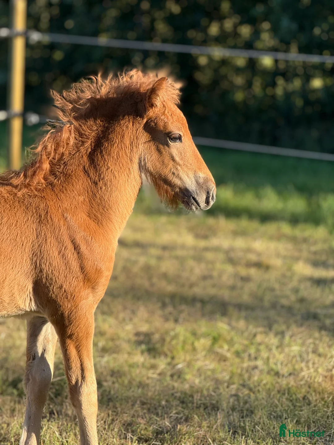 Island hästar till salu: Så flott och fina rörelser, hingst med super stam  i Ljusdal - Annons 3