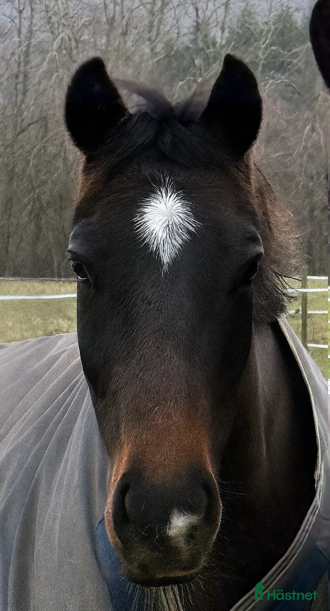 Hoppning hästar till salu: Lovande snygg unghäst! i Kågeröd - Annons 2