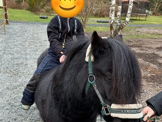 hästar Rolig snäll Shetlandsponny i Arboga - Annons 1