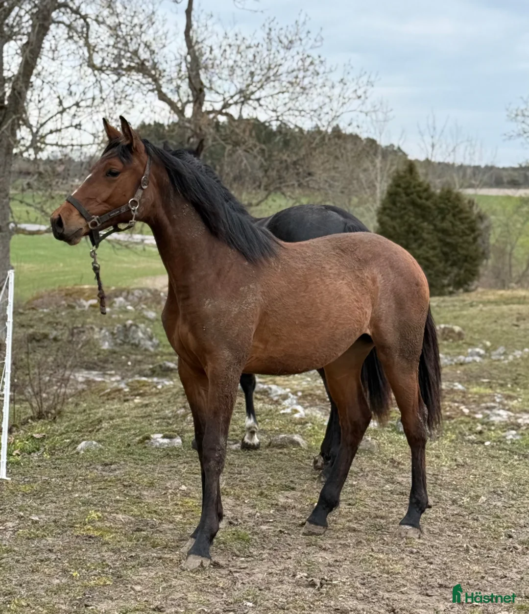 Hoppning hästar till salu: Tuff toppstammad åring  - Annons 2