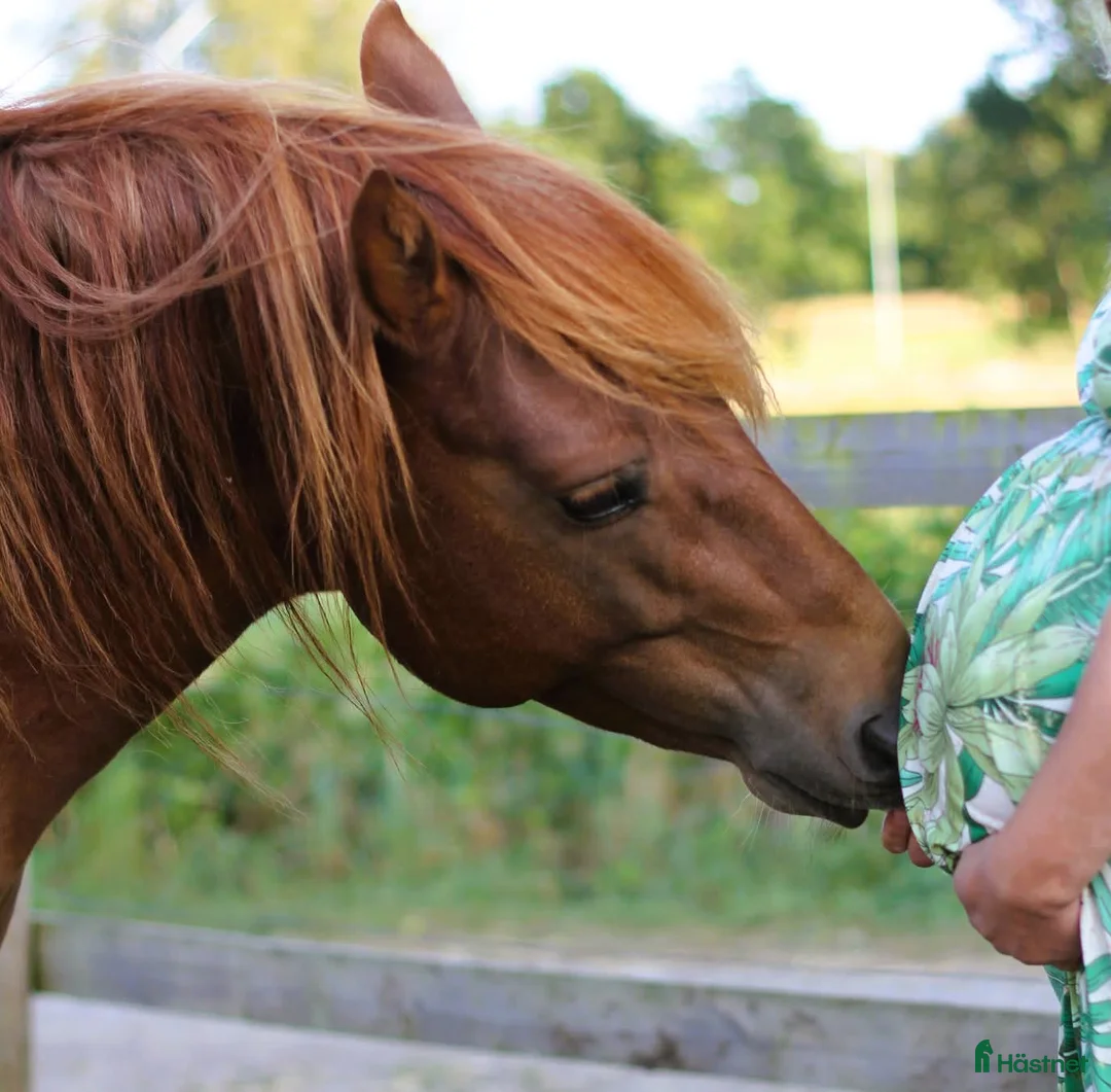 Trav hästar till salu: Trevlig och snygg fuxkille - Annons 5