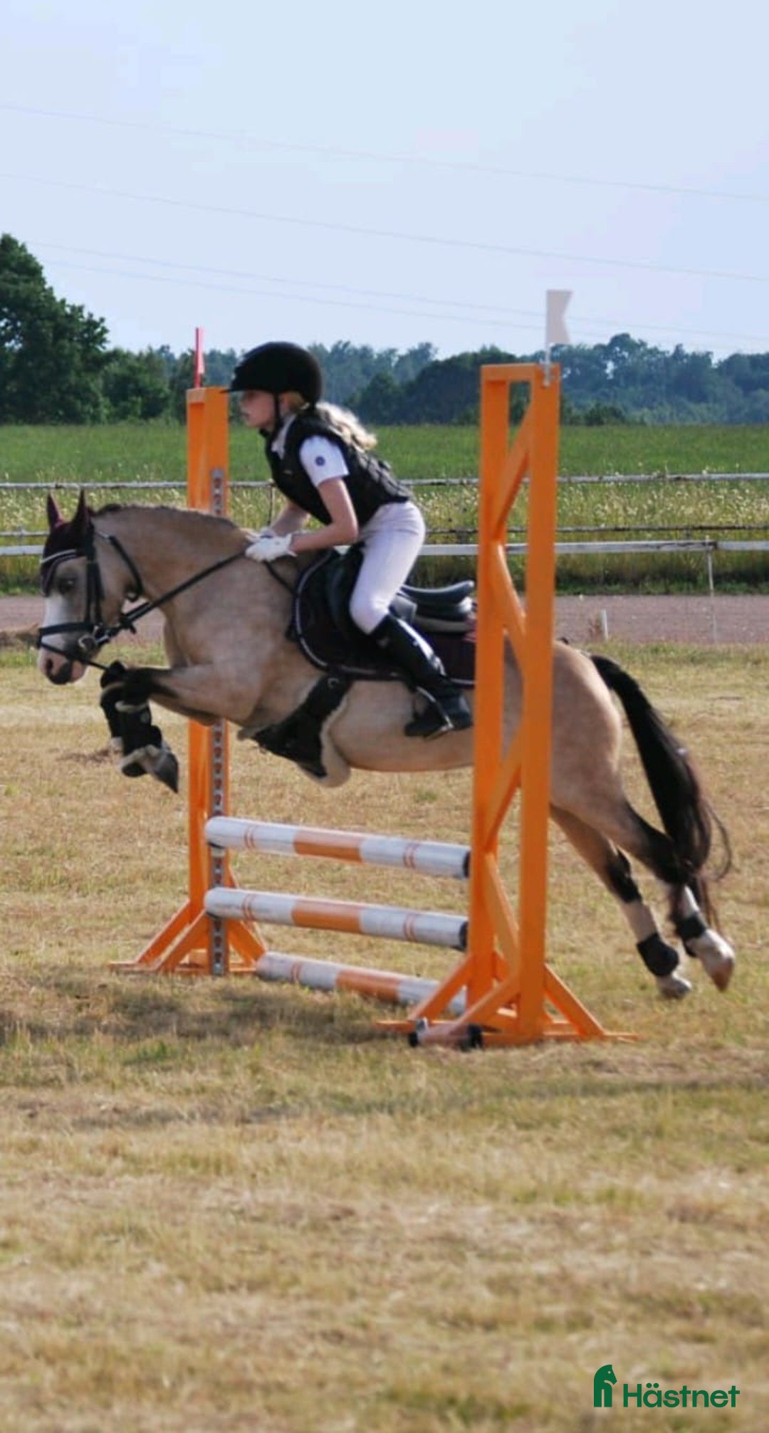 Allround hästar till salu: Gulbrunt Welsh Mountain sto i Sankt OLOF - Annons 3