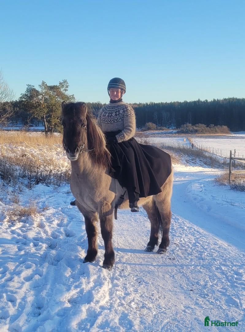  hästar Positiv, trygg, mysig islandshäst för skogsridning i Drottningholm - Annons 4