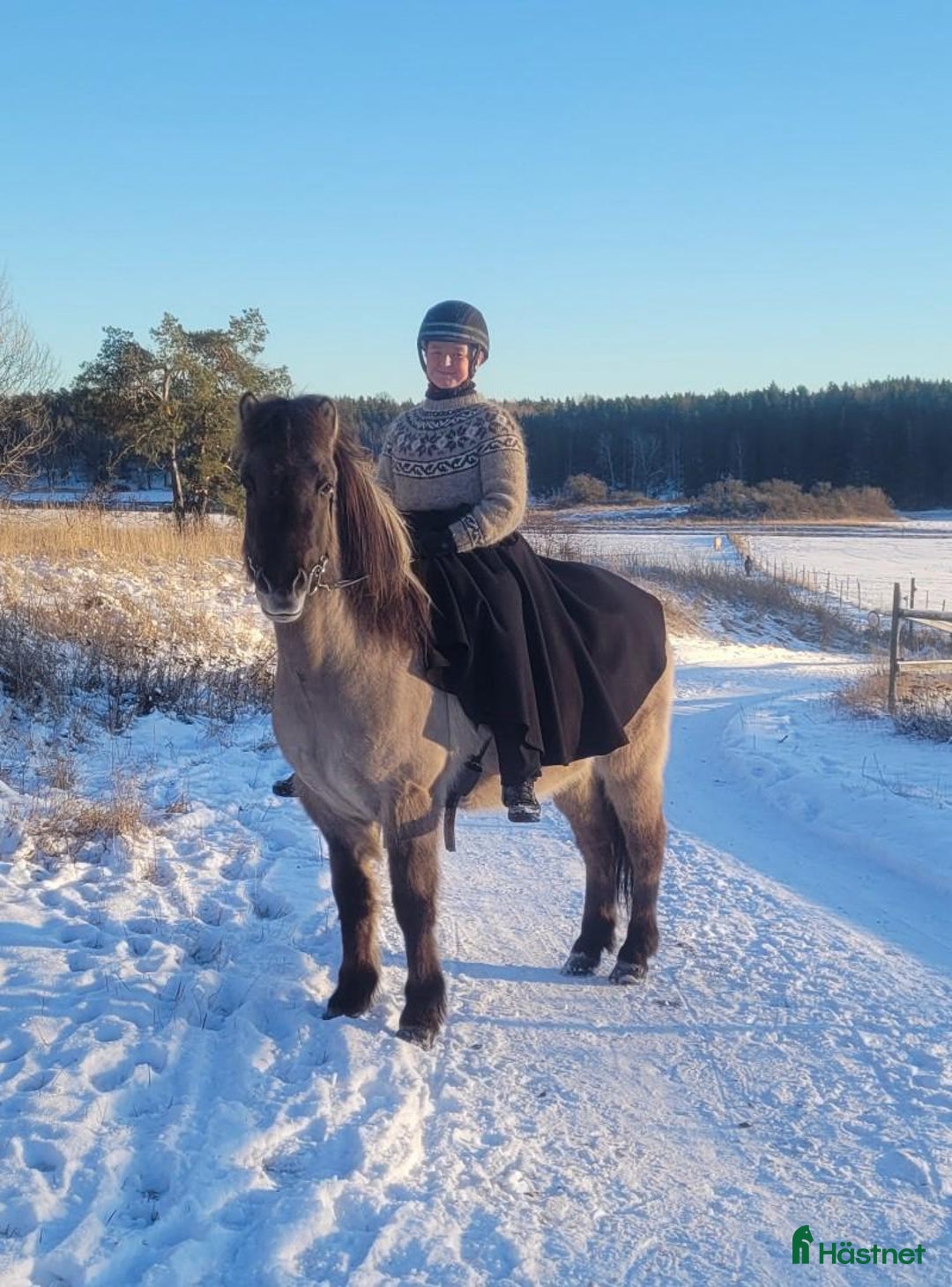 Island hästar till salu: Positiv, trygg, mysig islandshäst för skogsridning i Drottningholm - Annons 1