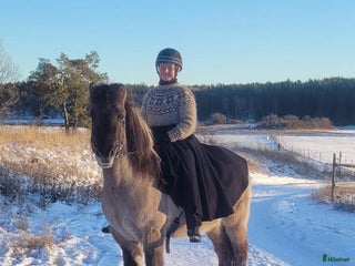 hästar Positiv, trygg, mysig islandshäst för skogsridning i Drottningholm - Annons 2