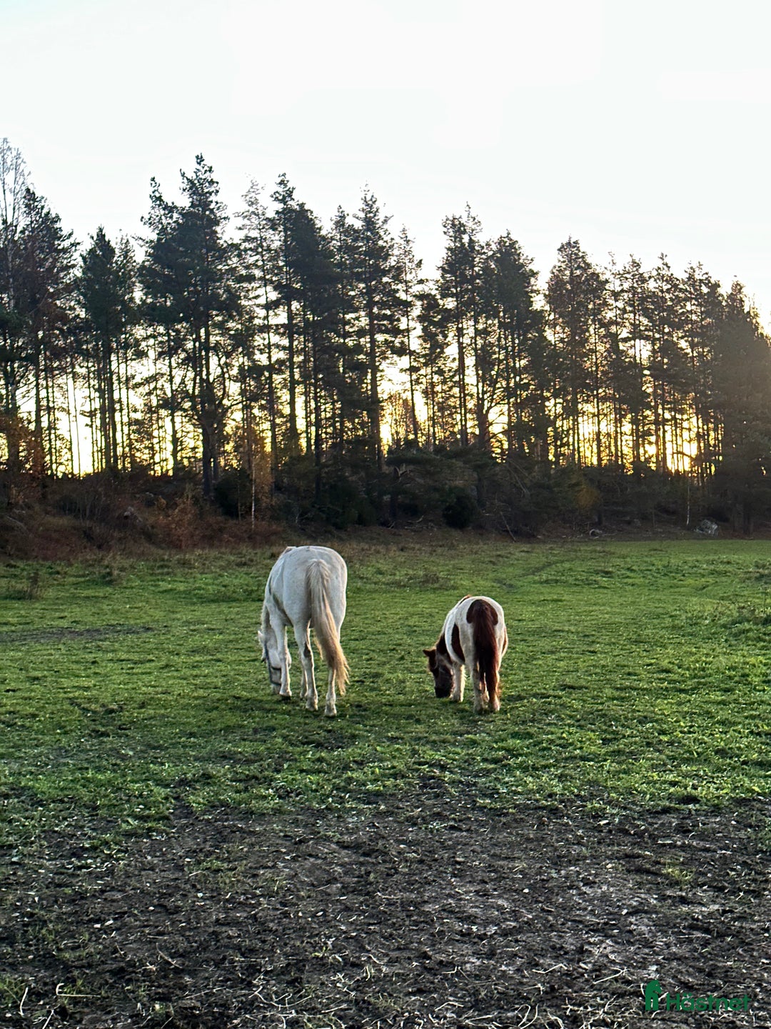 Allround hästar till salu: 🌟Söker sin nya människa🌟 i Enånger - Annons 4