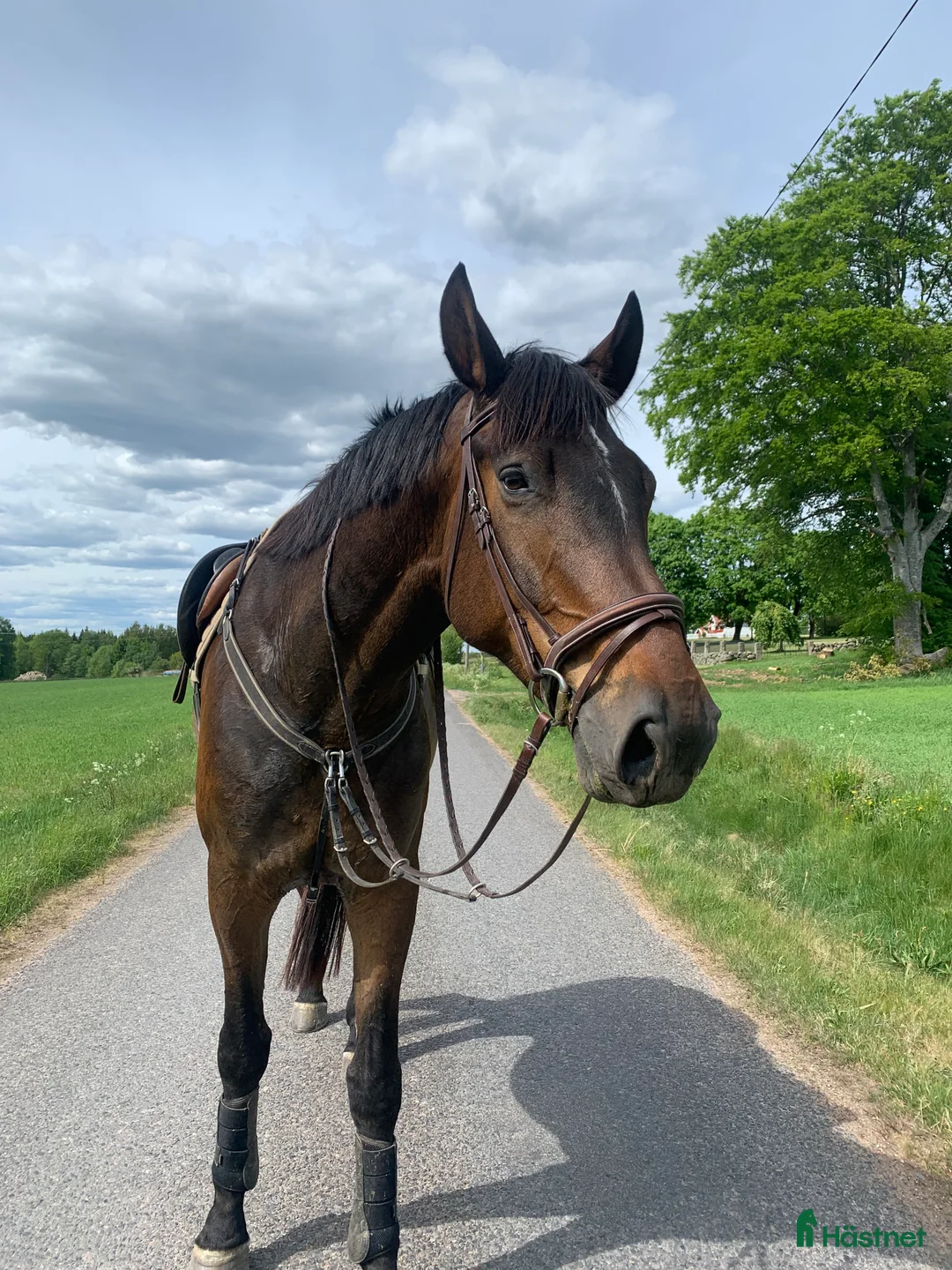 Hoppning hästar till salu: Bruno söker nytt hem i Växjö - Annons 2