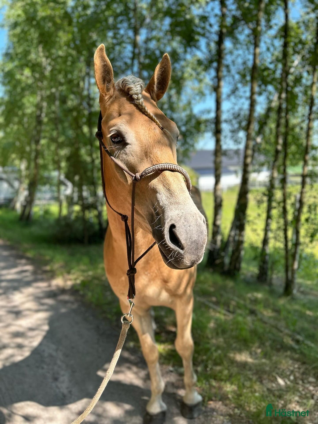 Allround hästar till salu: Haflingervalack med stor potenial! i Åled - Annons 5