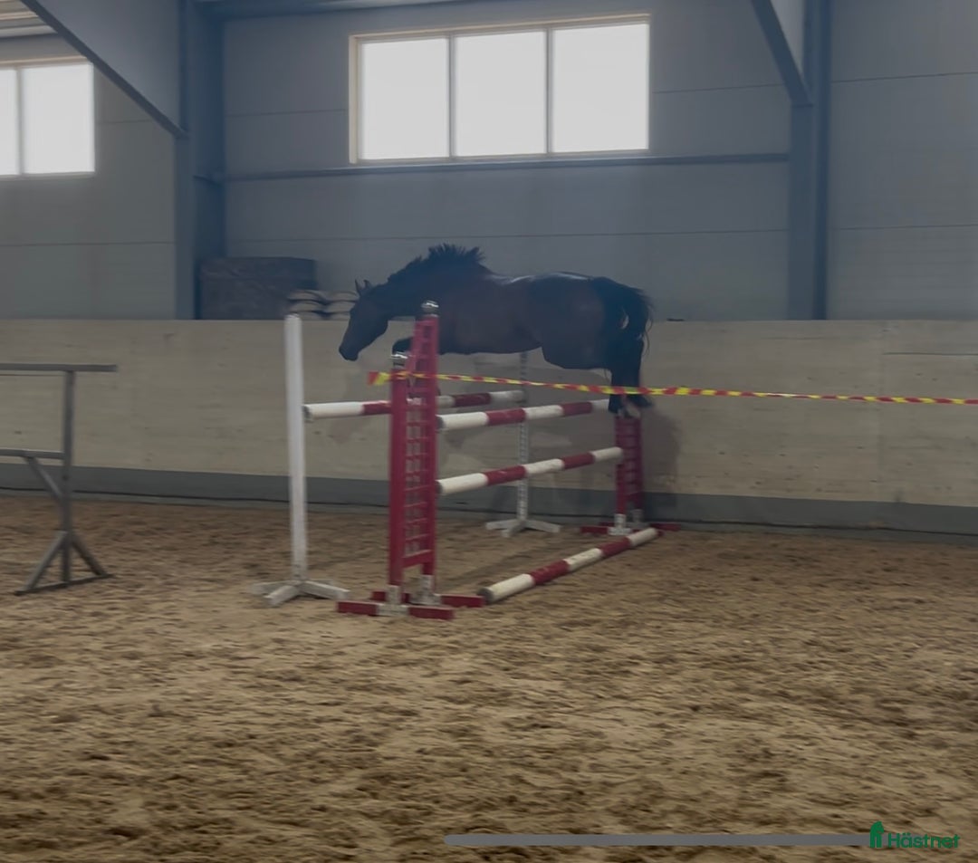 Hoppning hästar till salu: Sto 3 år  i Eskilstuna - Annons 4