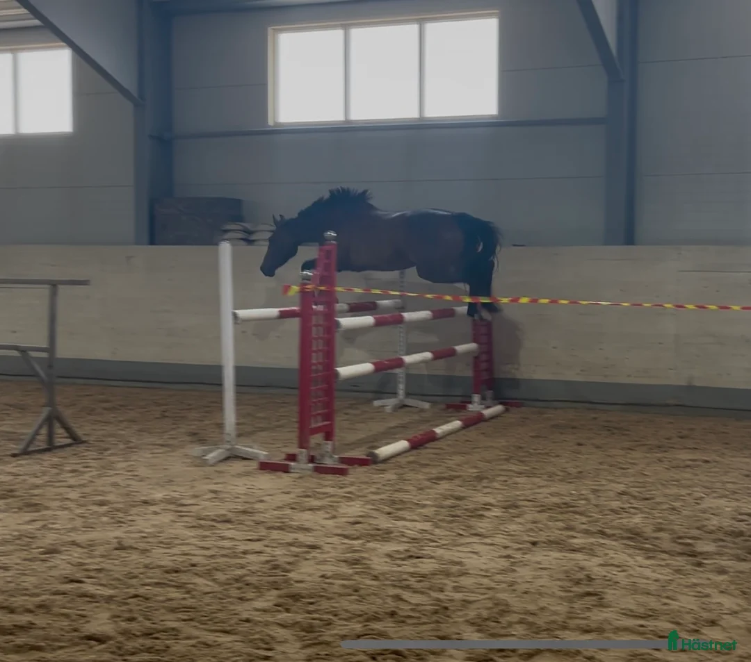 Hoppning hästar till salu: Sto 4 år  i Eskilstuna - Annons 4