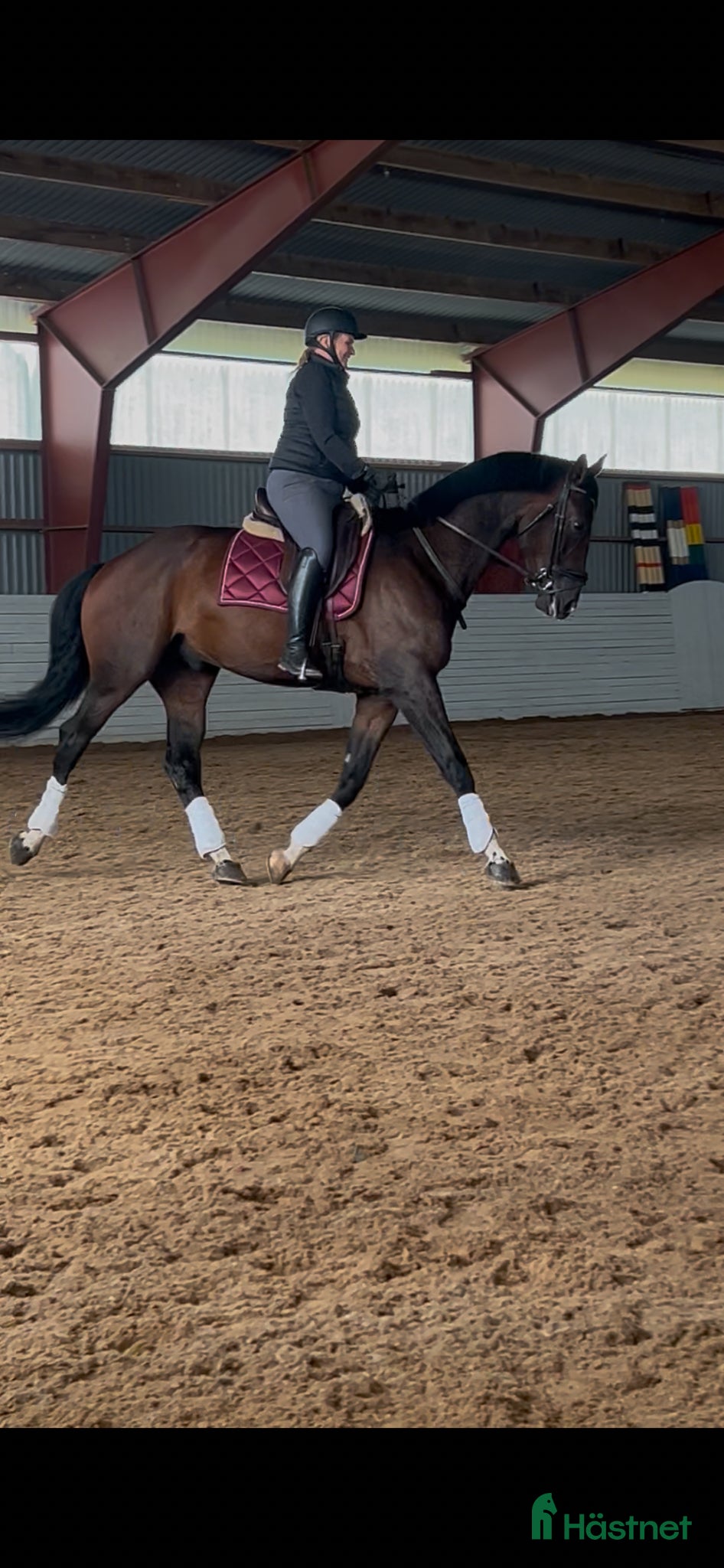  hästar Bästa vän till dressyr och allround - Annons 1