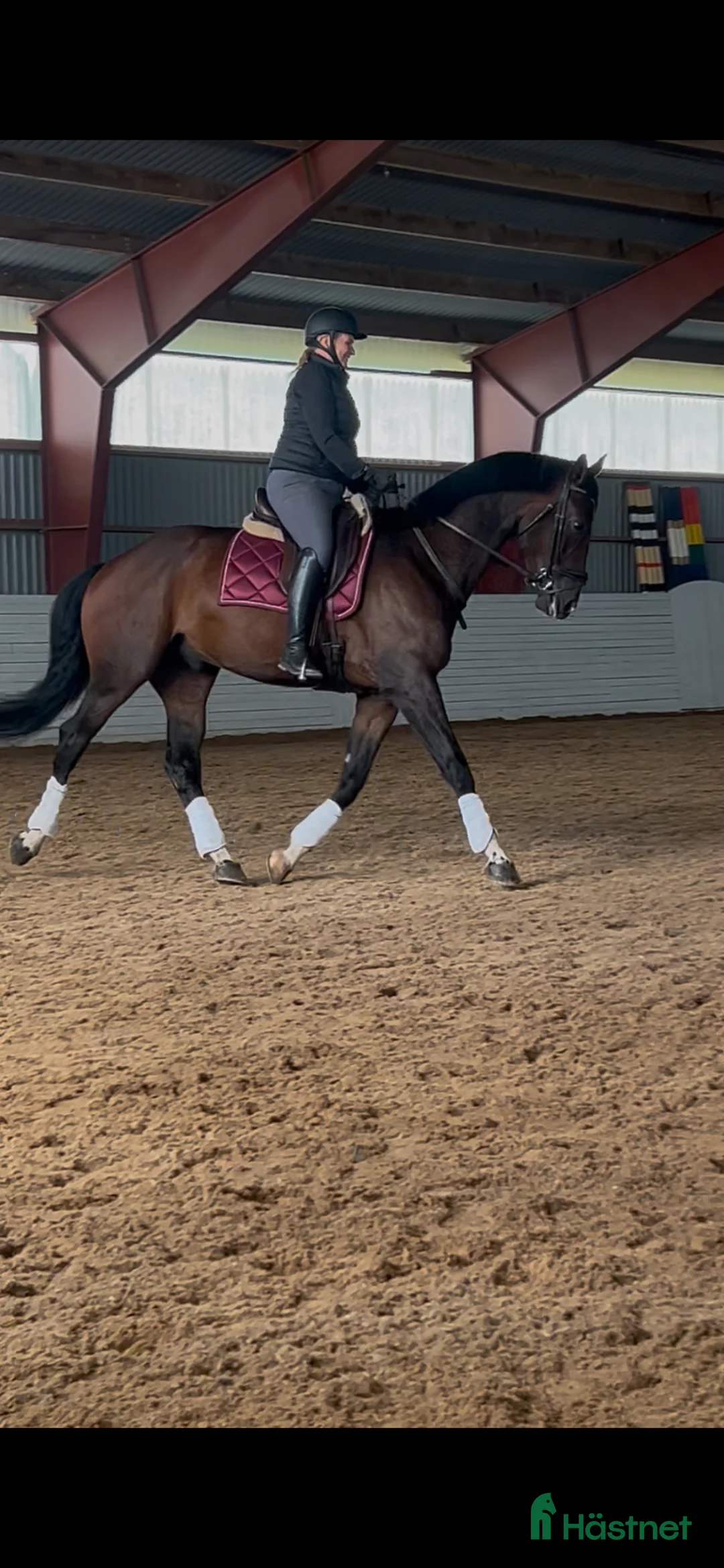 Allround hästar sökes: Bästa vän till dressyr och allround - Annons 1