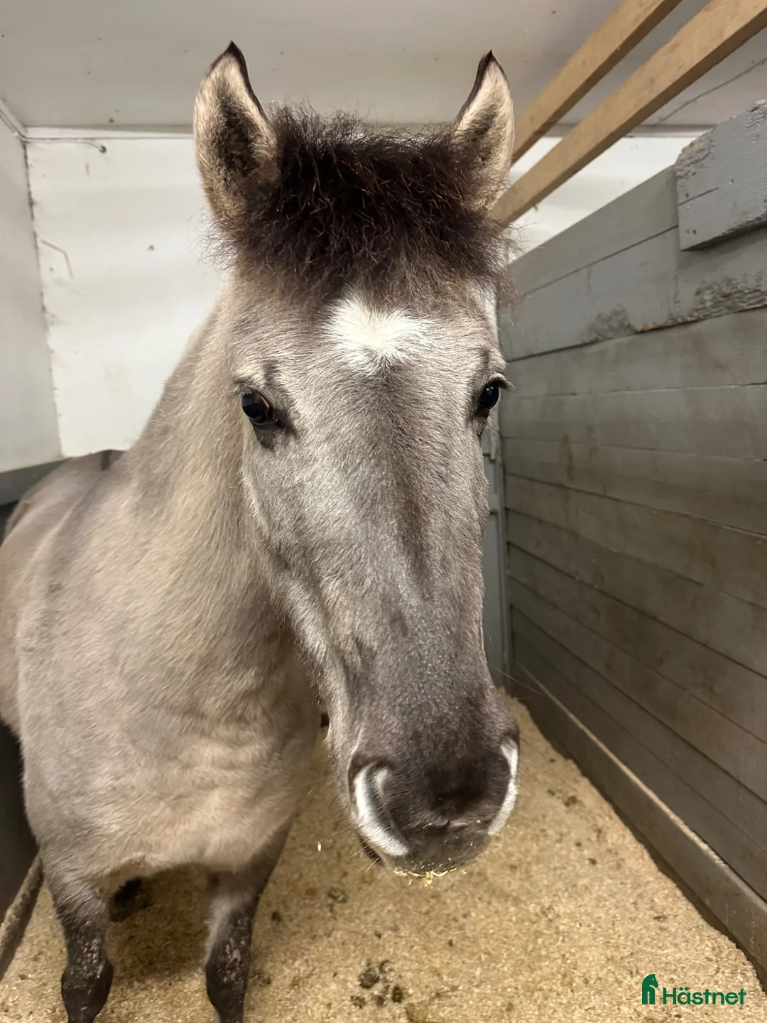 Allround hästar till salu: Gullig ponny passande ridskola  - Annons 1
