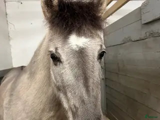 hästar Gullig ponny passande ridskola - Annons 10