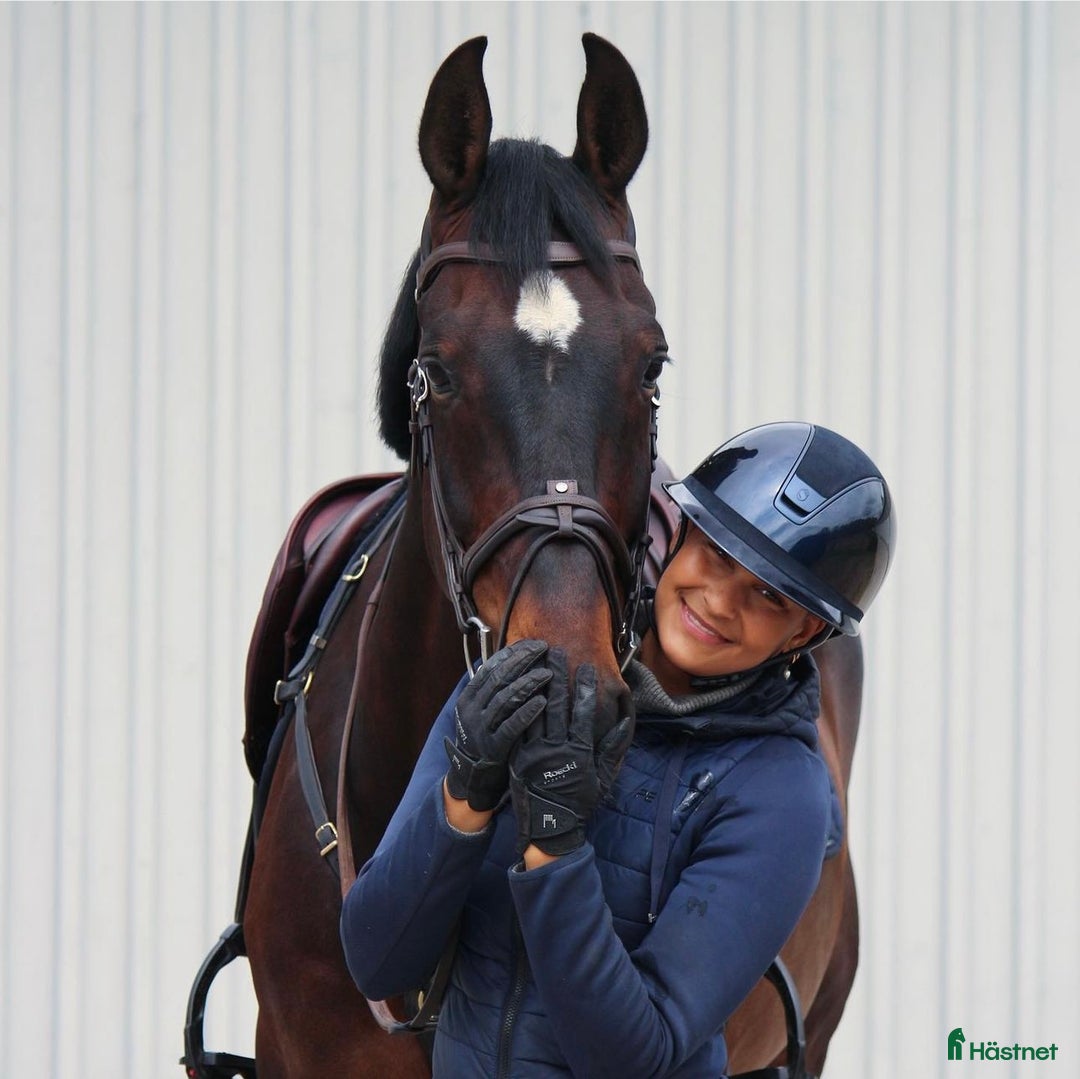  hästservice finnes: ✨ Utbildning, försäljning, tävling ✨ i Hörby - Annons 3