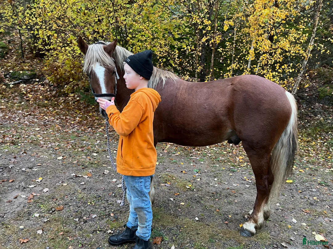 Allround hästar till salu: Welsh Cob valack  i Åtvidaberg - Annons 2