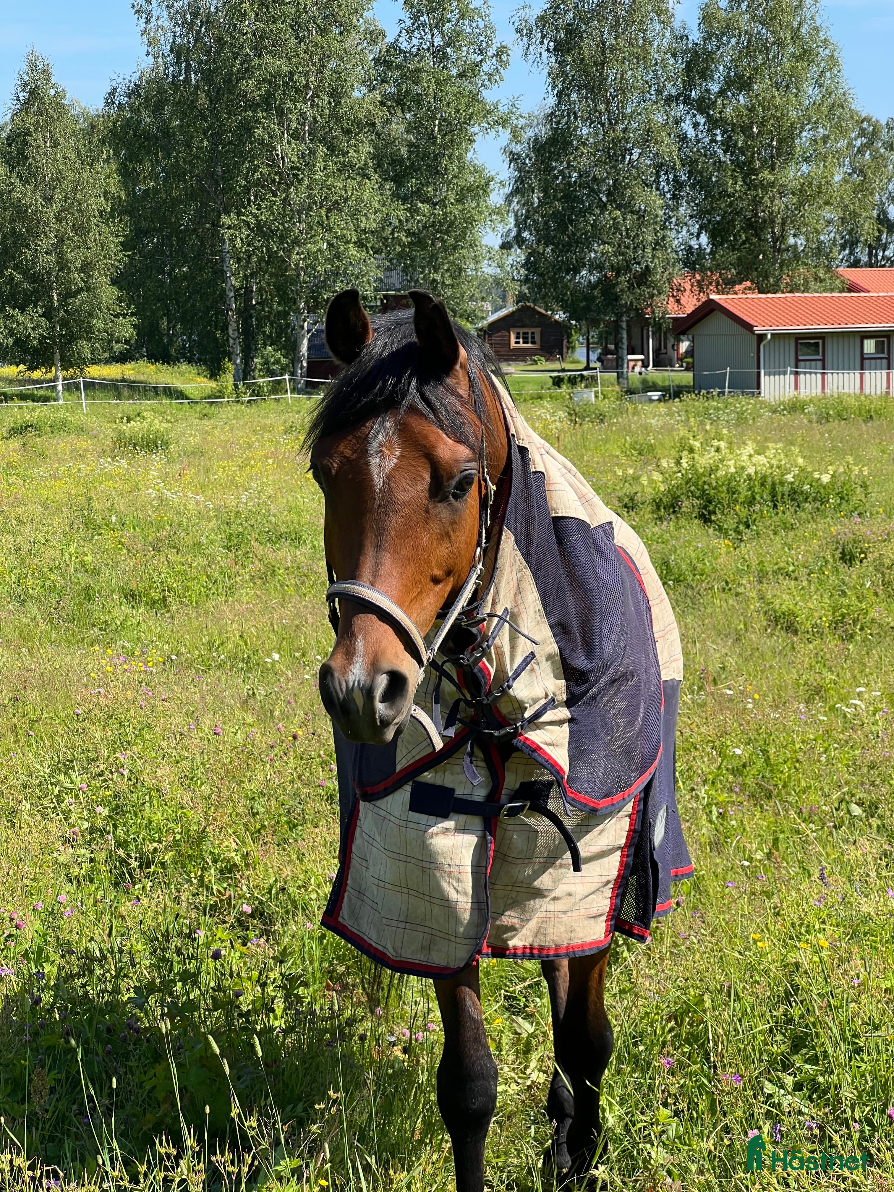  hästar Snäll 11-årig arabvalack – trevlig hobbyhäst i Boden - Annons 1