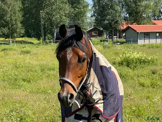 hästar Snäll 11-årig arabvalack – trevlig hobbyhäst i Boden - Annons 1