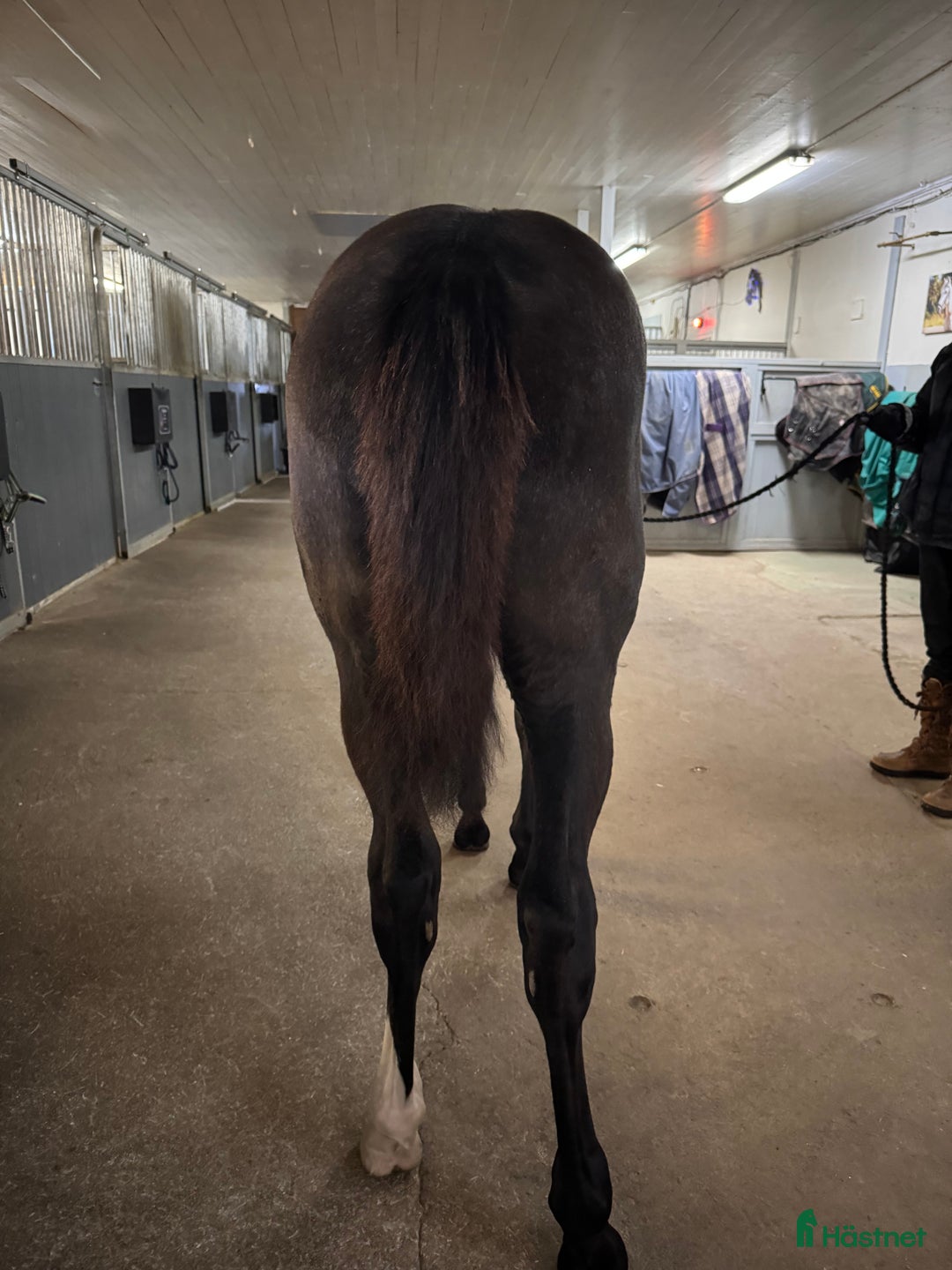 Hoppning hästar till salu: Stoföl efter Plot Pearl Zäta JL i Svensbyn - Annons 5