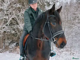 hästar Snäll Dressyrvalack i Ljungbyholm - Annons 11