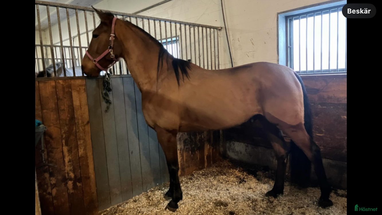  hästar Finaste Loke söker nytt hem  i Skara - Annons 20