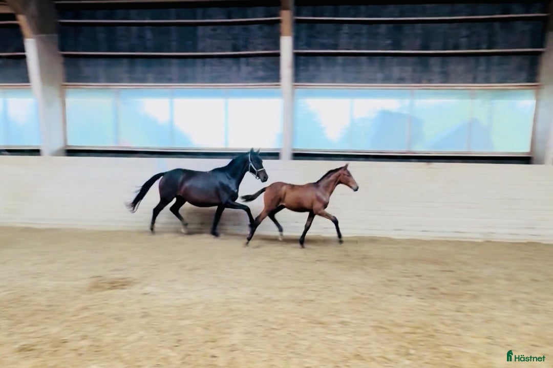 Dressyr hästar till salu: Kvalitetsföl ur fantastiskt möderne. i Rimbo - Annons 2
