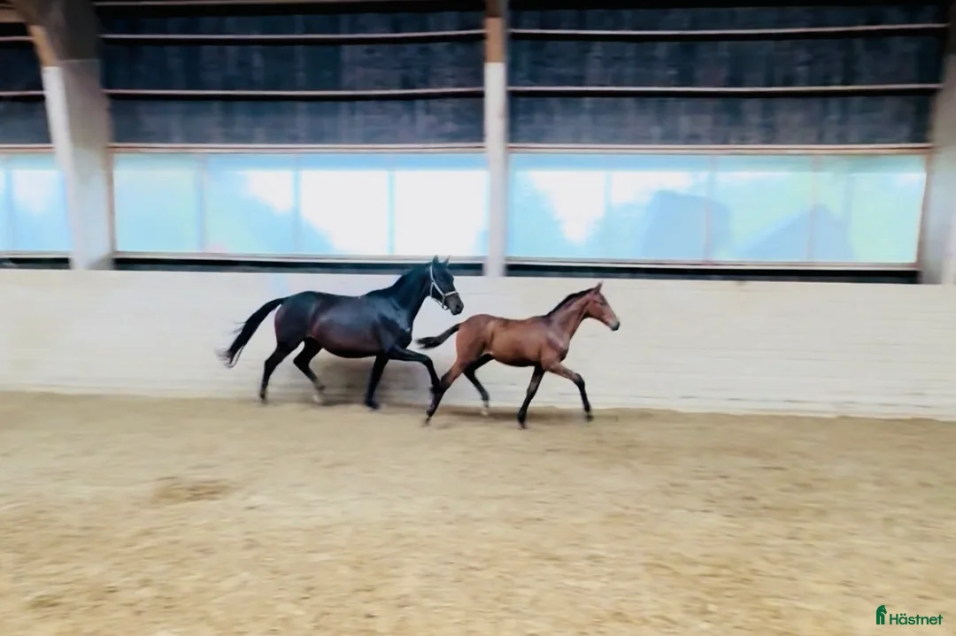 Dressyr hästar till salu: Kvalitetsföl ur fantastiskt möderne. i Rimbo - Annons 2