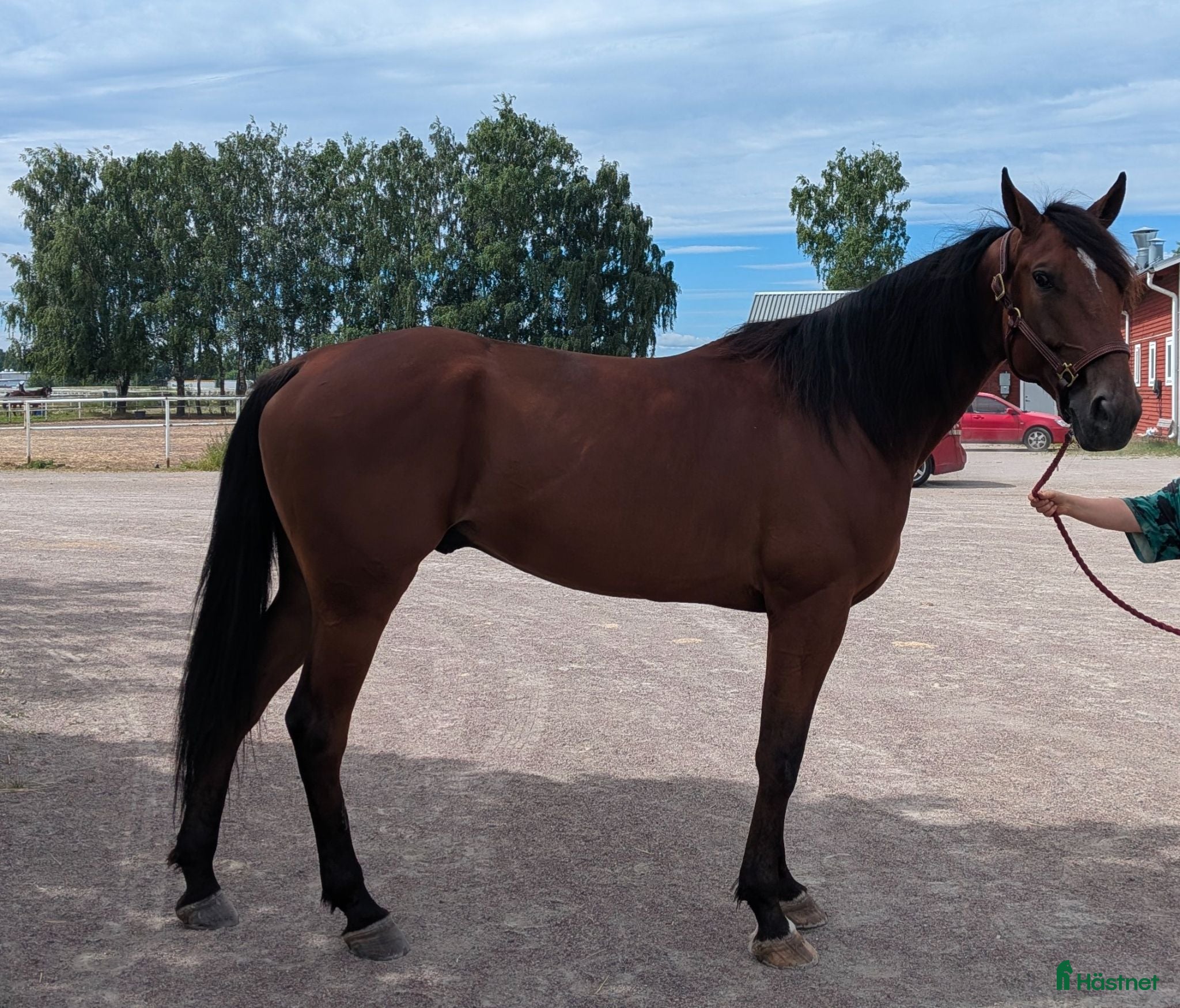  hästar Snäll och trevlig valack som du kan lita på.  - Annons 7