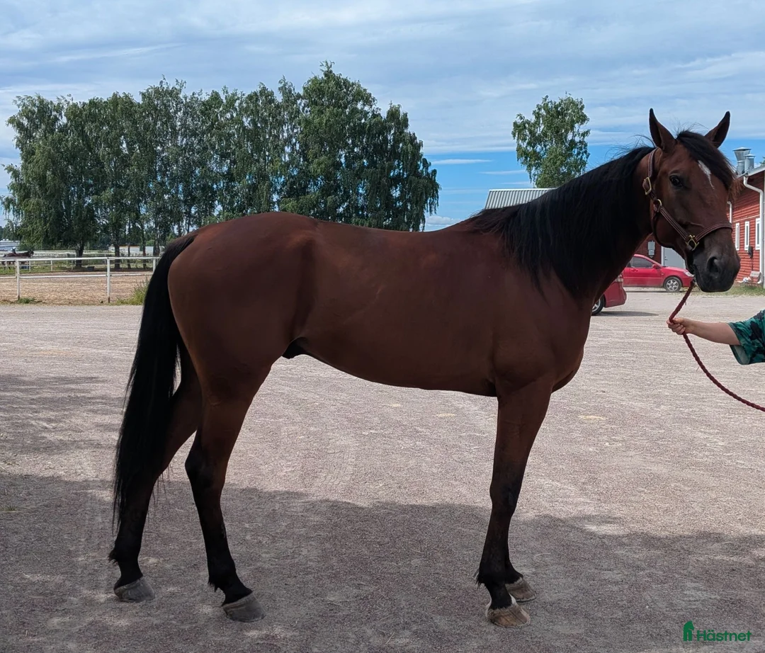 Trav hästar till salu: Snäll och trevlig valack som du kan lita på.  - Annons 1
