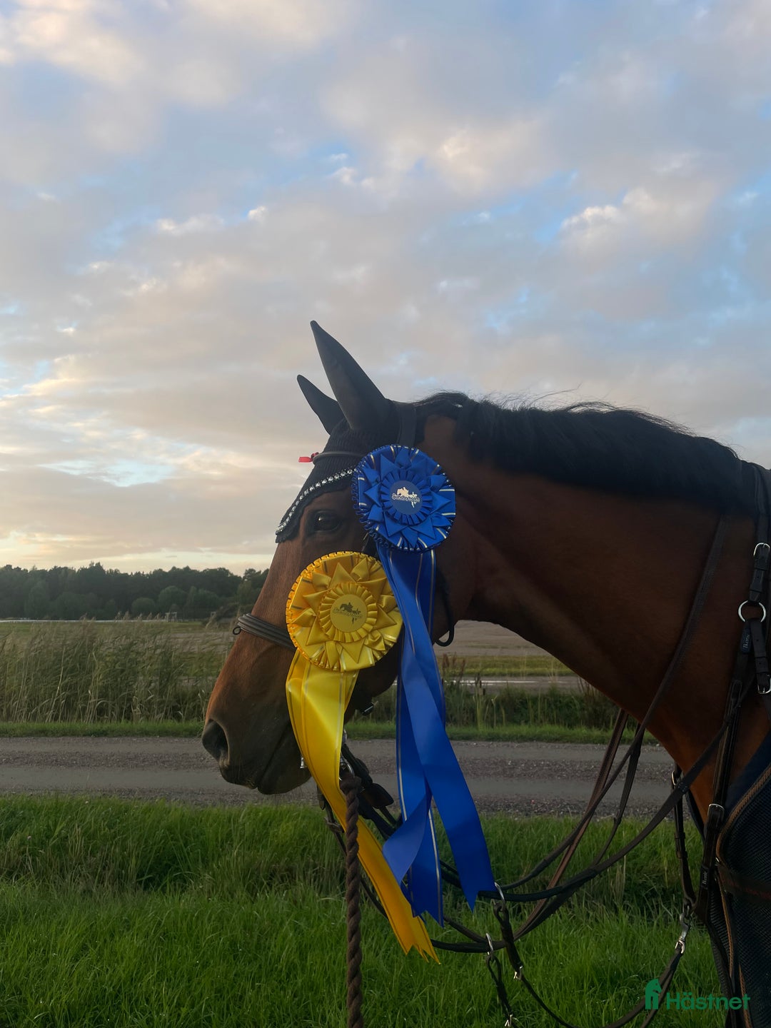 Hoppning hästar till salu: Svår häst med fint hjärta ♥️  i Ösmo - Annons 4