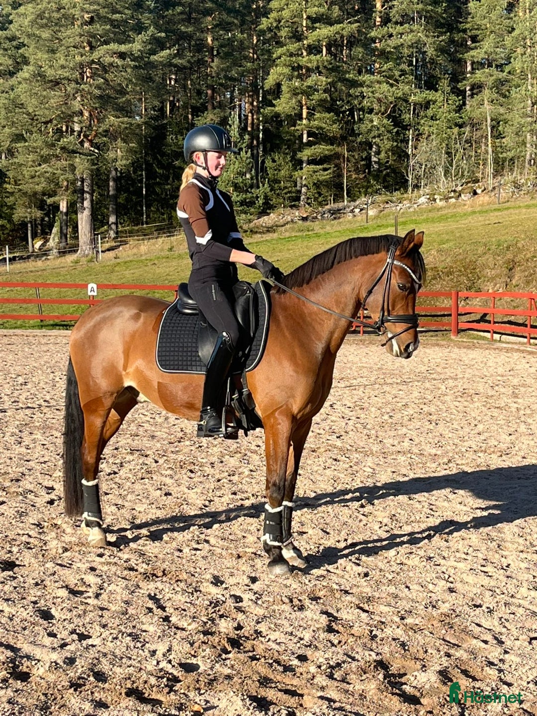 Dressyr hästar till salu: Topp dressyrponny till salu i Torsby - Annons 2