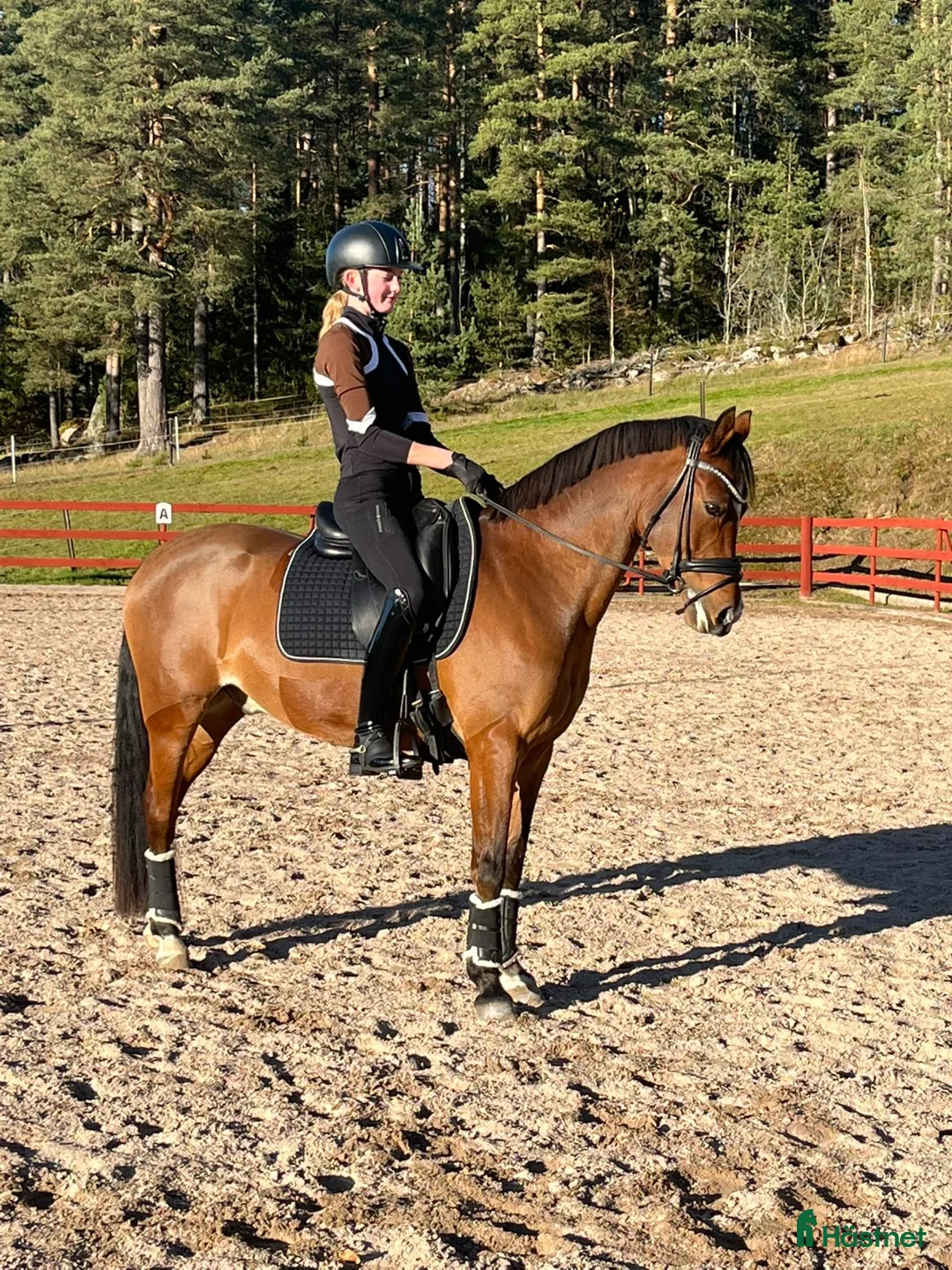 Dressyr hästar till salu: Topp dressyrponny till salu i Torsby - Annons 2