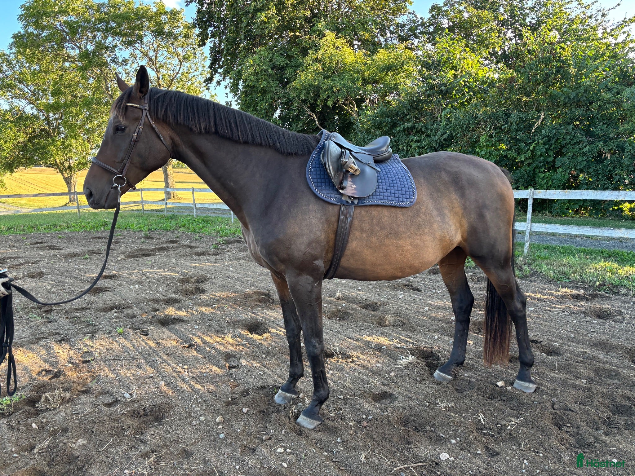  hästar 7-årig SWB-valack - Annons 14