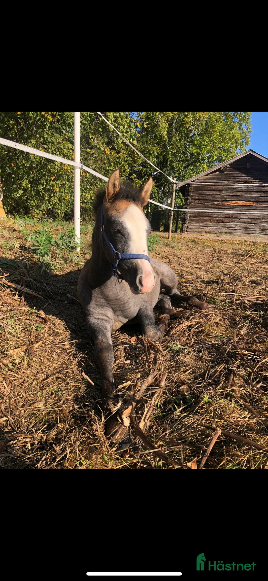 Allround hästar till salu: Welsh partbred sto i Bollnäs - Annons 3