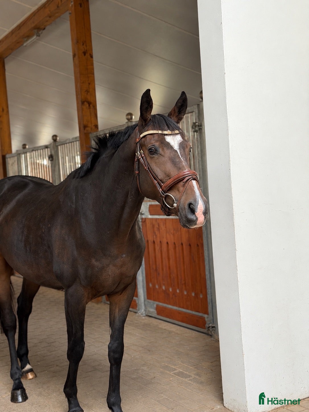  hästar till salu:  A True diamond for any kind of rider! - Annons 13