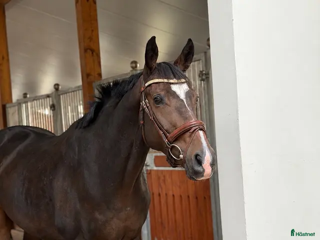 hästar till salu: A True diamond for any kind of rider! - Annons 13