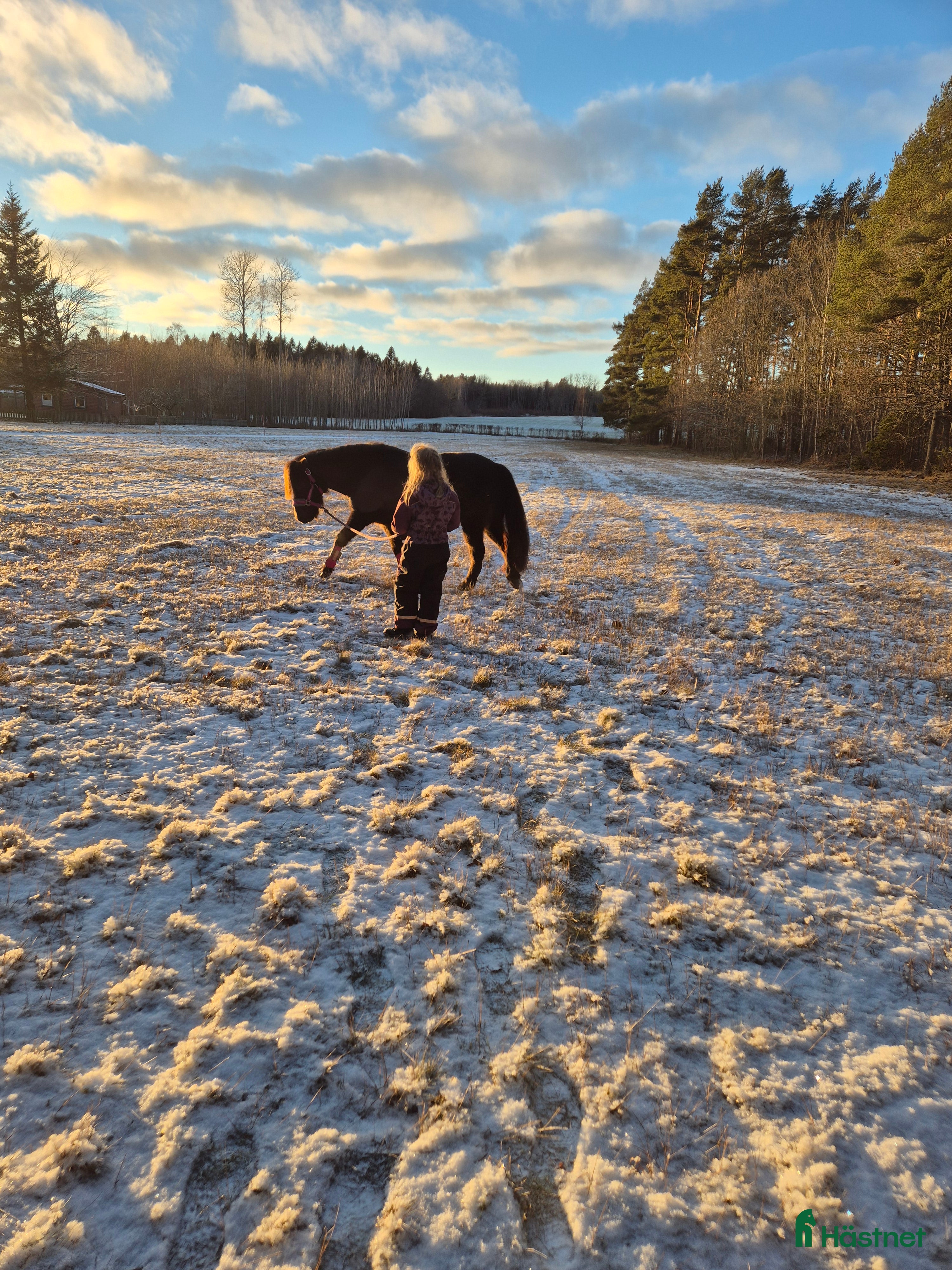  hästar Fint sto - Annons 1
