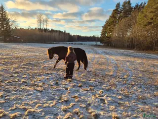 hästar Fint sto - Annons 1
