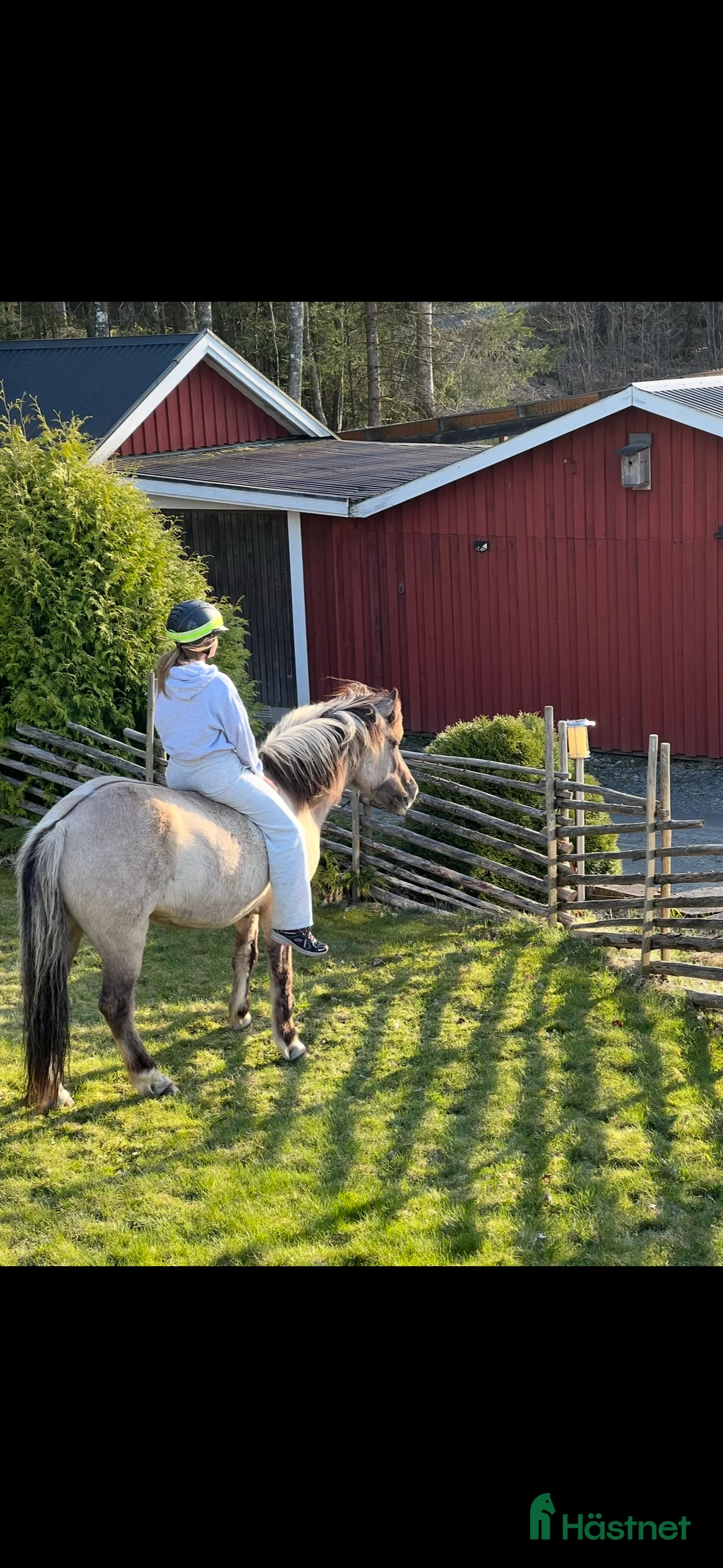 Island hästar till salu: Snällt sto född 2010 - Annons 2