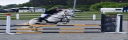 Allround hästar till salu: Trevlig D-ponny - Annons 4