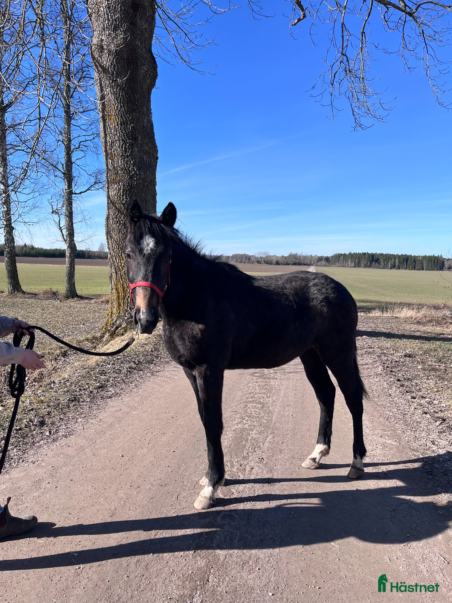  hästar Socialt stoföl e. A magic twist - Annons 6