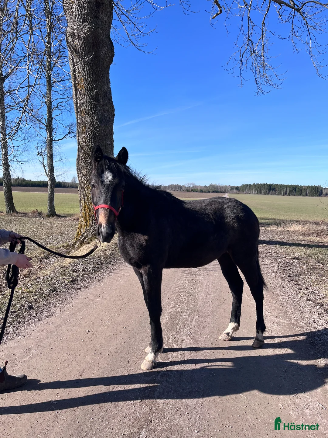 Hoppning hästar till salu: Skimmelsto med prestationsstam - Annons 1