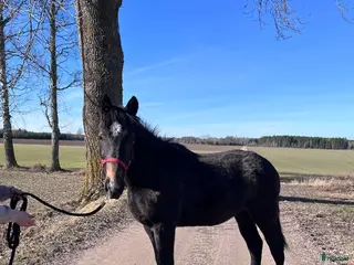 hästar Socialt stoföl e. A magic twist - Annons 6